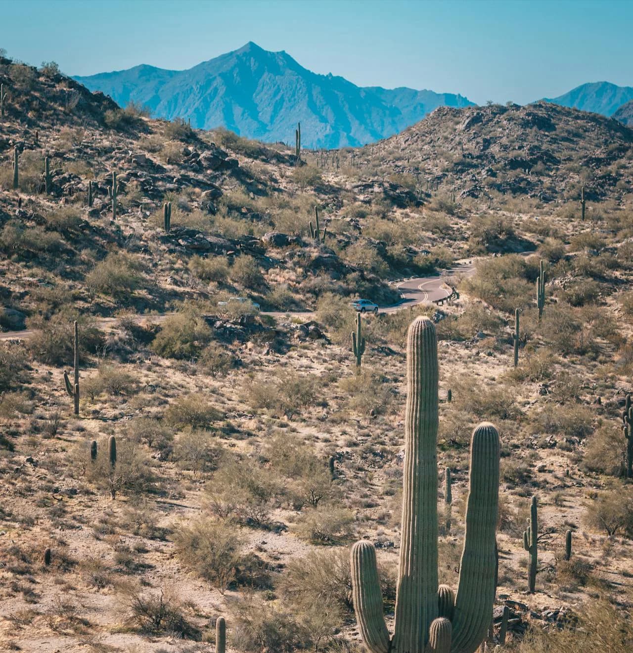 Arizona Desert Landscape depicting the cacti and mountains near Glendale, Arizona